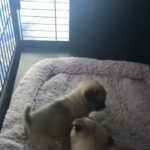 pug puppies the best top quality in Dubai
