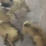 pug top quality puppies in Dubai