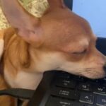 6 Months Old Affectionate Male Chihuahua in Dubai