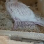 Albino Cockatiel Chick Available in Dubai