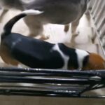 2 puppies for sale for lack of time in Dubai