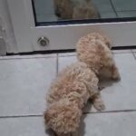 Toy poodle male Puppy gold color in Dubai