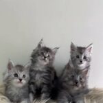 Mainecoon Kittens in Sharjah
