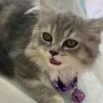 3 Month Old Female Kitten in Dubai