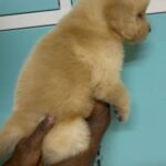 Golden Retriever Puppies 55 Days Old in Dubai