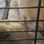 pug top linage puppies in Dubai