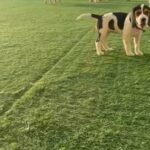 Beagle Puppies in Dubai