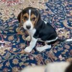 Beagle Puppies in Dubai