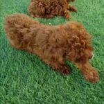 Toy Poodle Puppy in Dubai