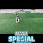 Beagle Puppies in Dubai