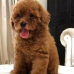 Toy Poodle Male Puppy ❤️‍🔥🐶 in Al Ain
