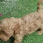 Toy Poodle Available 💥🐶 in Dubai