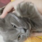 اينور للبيع in Dubai