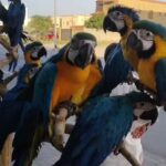 عرض خارق مكاو بلو اند جولد in Ajman