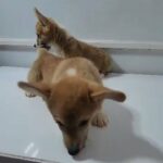 WELSH CORGI PURE BREED HEALTHY PUPPIES AVAILABLE in Dubai