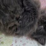 Persian chinchilla- Male - 2 months old in Dubai