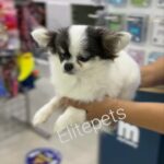 mini Chihuahua long hair in Dubai