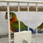 Catalina Macaw in Dubai