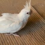Albino Cockatiel Chicks Available in Dubai