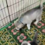 husky puppies available in Dubai