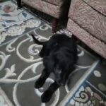 Baby Labrador for Sale in Sharjah