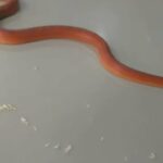 red cornes snake in Dubai