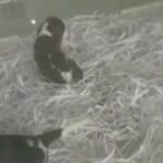 begal in Dubai