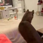 Pure Breed Female Husky in Dubai