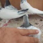 حمام باكستاني جوا بيور in RAK City