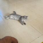 british short hair female in Dubai