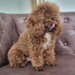 Super Toy Poodle in Dubai