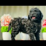Toy poodle 600 grams in Dubai