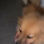 Male Pomerian 8month in RAK City