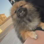 Female Pomerian 8 Months For Sale in RAK City