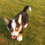 Corgi Boy 🖤 in Umm Al Quwain