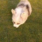 Corgi Girl ❤️ in Umm Al Quwain