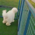 Poodle Boy ❤️ in Umm Al Quwain