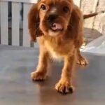 [SOLD] Cavalier King Charles Spaniel in Dubai