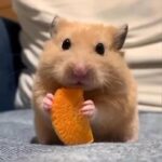 Hamsters in Abu Dhabi