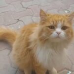 شيرازي in RAK City