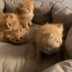 Orange Persian/Shirazi Kittens in Abu Dhabi