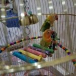 Beautiful young love birds with spacious cage in Dubai