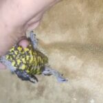 olive scaly lori chick in Sharjah