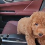 TOP QUALITY COCKAPOO MALE PUPPY AVAILABLE in Dubai