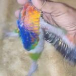 Rainbow lori chick in Sharjah