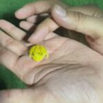 Pacman Frog Baby . Adorable And Friendly 😍 in Sharjah