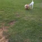 Adorable husky/german shepherd mix puppy in Abu Dhabi