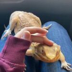 Bearded Dragon 🐉 in Sharjah