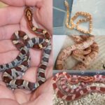 Corn Snake Baby . 10+ Morphs And Colours Available in Sharjah