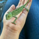 Veiled Chameleon . African Chameleon for Sale in Sharjah